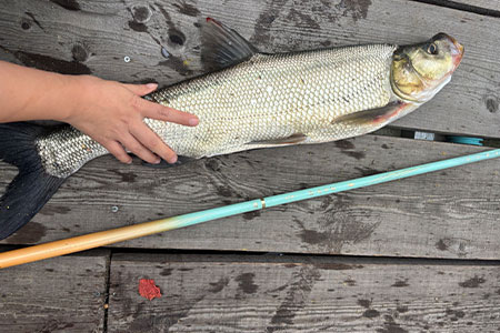 新品情报 | 沃鼎王者神剑极轻小综合实钓，大小兼顾性能强悍！