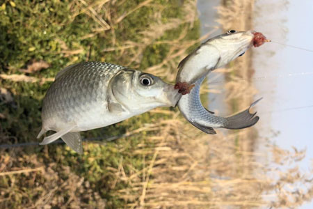 钓鱼知识 | 初冬鲫鱼正疯狂，这份爆护攻略请收好！