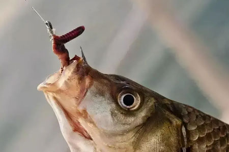 钓鱼知识 | 蚯蚓作钓鱼获翻倍有技巧，你真的用对了吗？