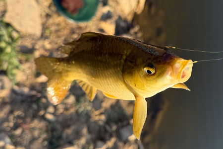 钓鱼知识 | 刮风天浮漂乱晃总空军？三招教你稳抓死口！