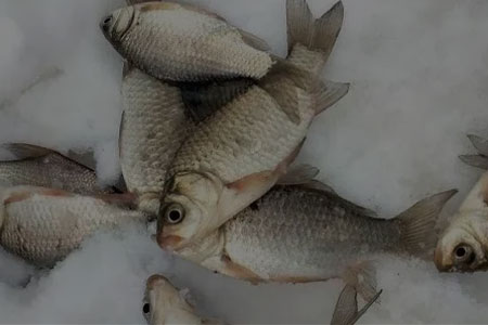 钓鱼知识 | 冬至前夜钓学会这几招，鱼获比白天多！